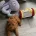 Cavapoo