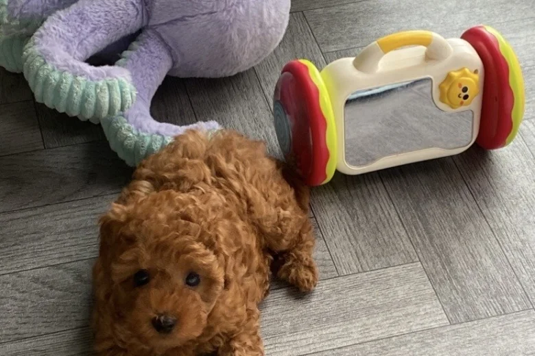 Cavapoo