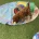 Cavapoo