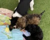 Cavapoo