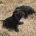 Cavapoo