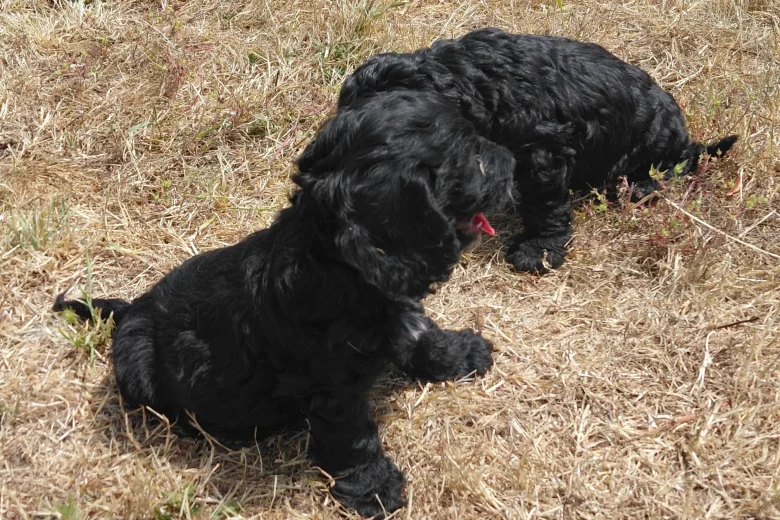 Cavapoo