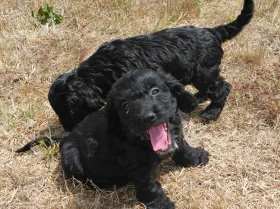 Cavapoo