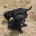 Cavapoo