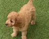 Cavapoo