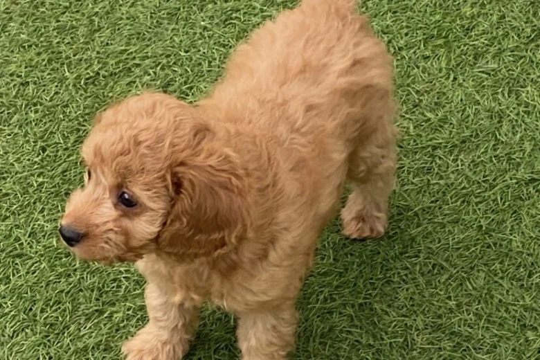 Cavapoo