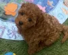 Cavapoo