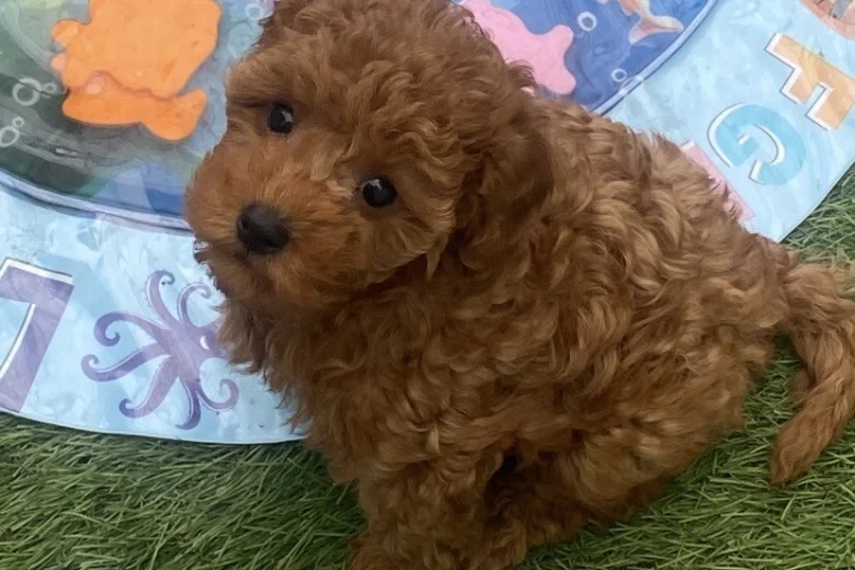 Cavapoo