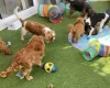 Cavapoo