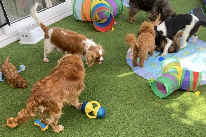Cavapoo