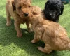 Cavapoo