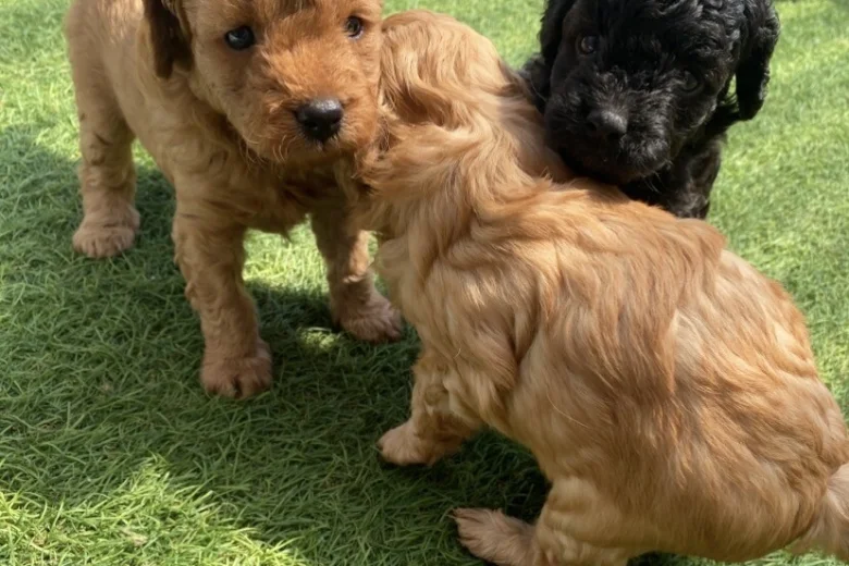 Cavapoo
