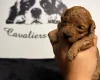 Cavapoo