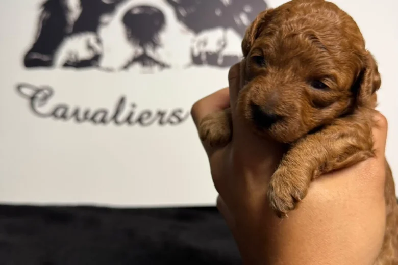Cavapoo