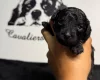 Cavapoo
