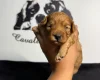 Cavapoo