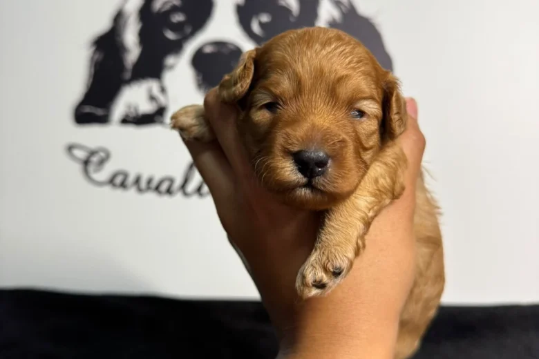 Cavapoo