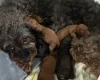 Cavapoo