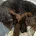 Cavapoo