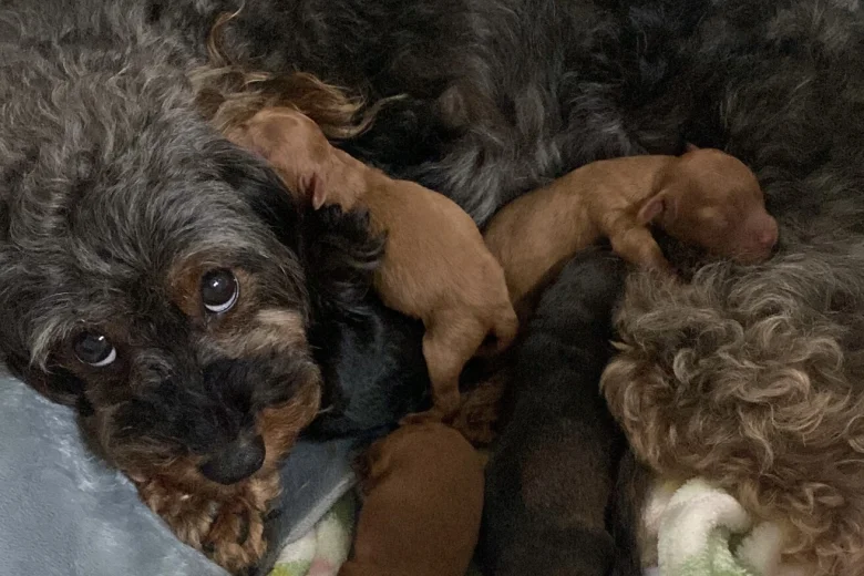 Cavapoo
