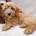 Cavapoo