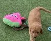 Cavapoo