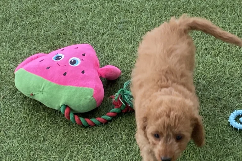 Cavapoo