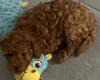 Cavapoo