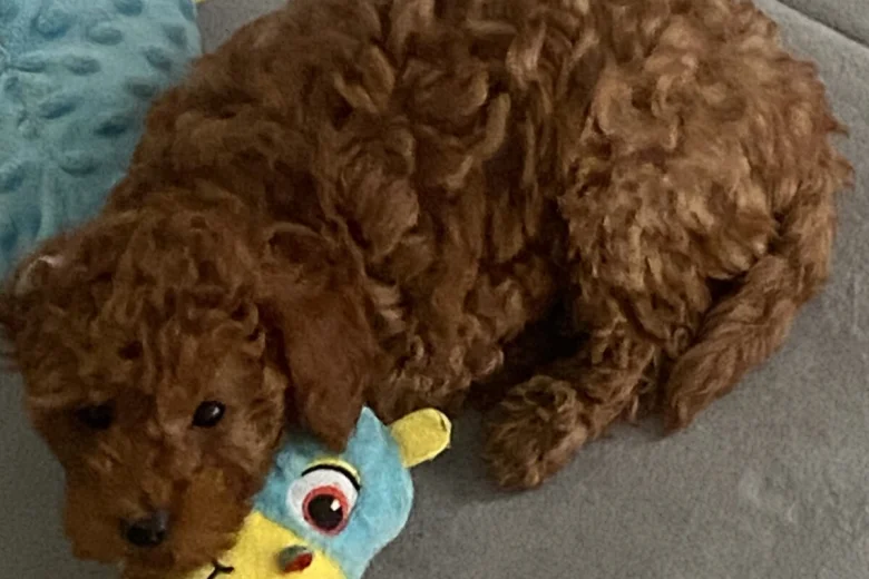 Cavapoo