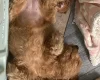 Cavapoo