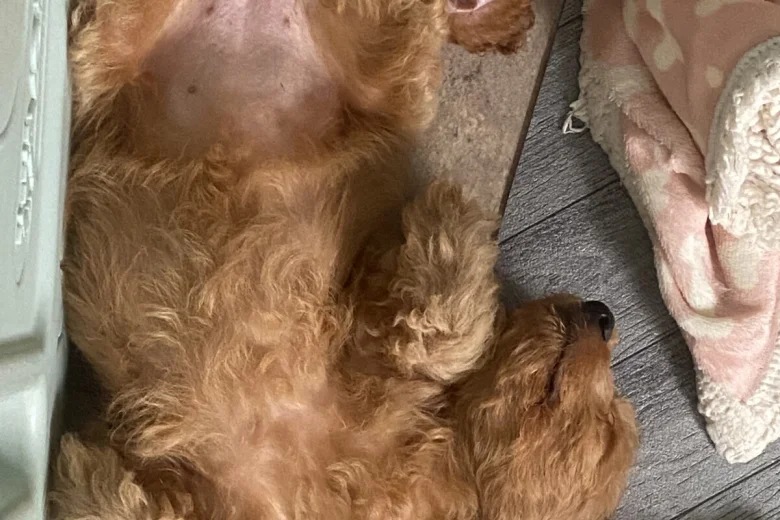 Cavapoo