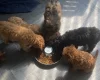 Cavapoo