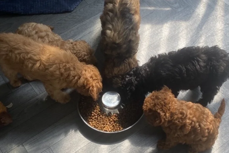 Cavapoo