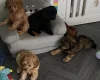 Cavapoo