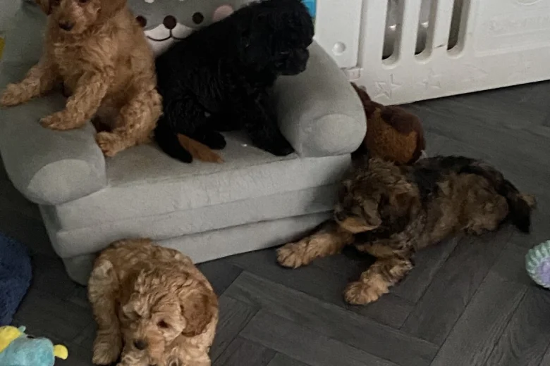Cavapoo