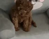Cavapoo