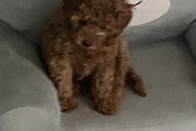 Cavapoo