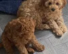 Cavapoo