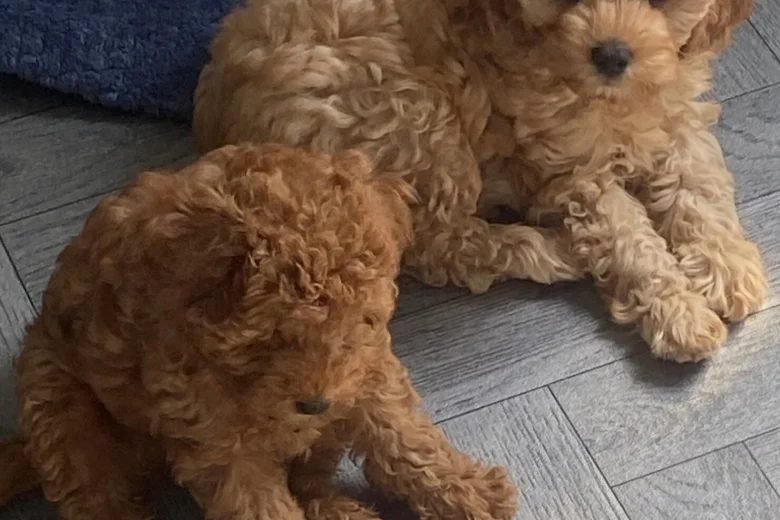 Cavapoo