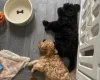 Cavapoo