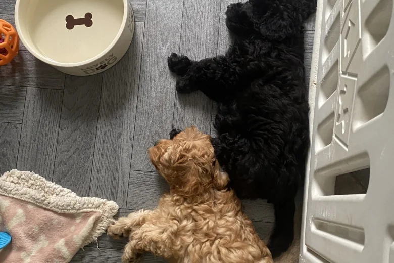 Cavapoo