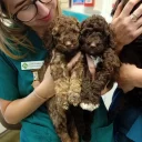 Cavapoo
