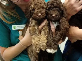 Cavapoo