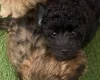 Cavapoo