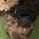 Cavapoo