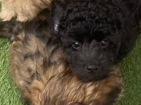 Cavapoo