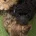Cavapoo