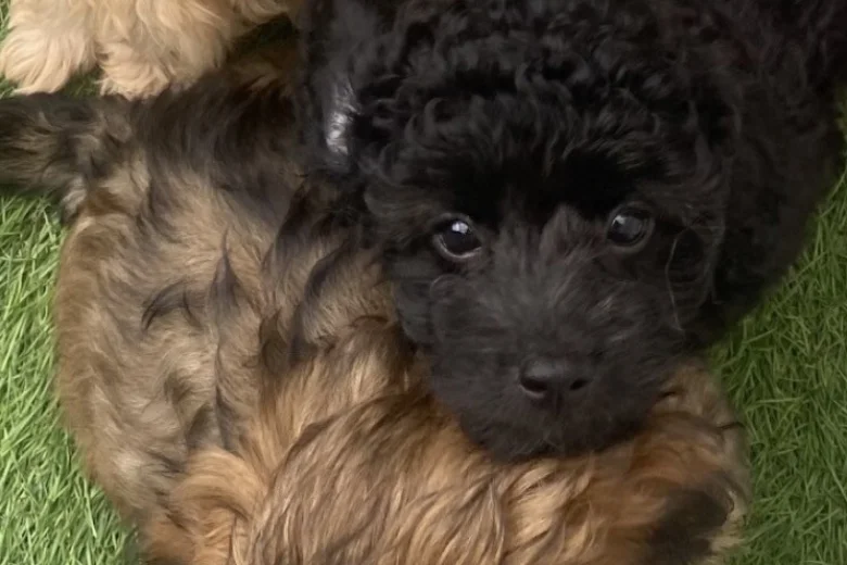 Cavapoo
