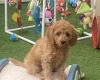 Cavapoo