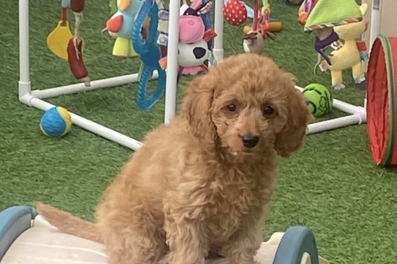 Cavapoo